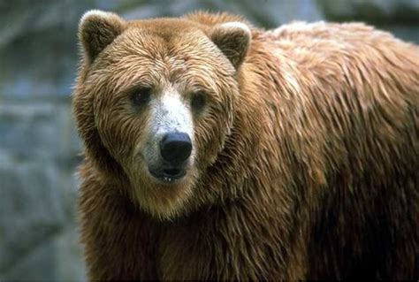Grizzly Bear Endangered Bears Bear Grizzly Bear Deciduous Forest