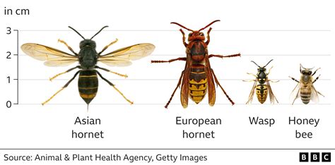 Asian Hornets What Are They And Why Are They Bad For Uk Bees Bbc Newsround