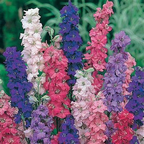 100 Variety Giant Imperial Larkspur Mixed Flower Seeds Etsy