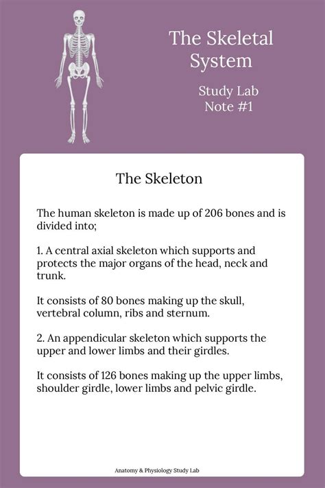 How To Learn The Skeletal System Basic Anatomy And Physiology