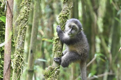 Golden Monkeys Are Seasonal Breeders Dian Fossey
