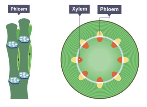 Igcse Biology Notes 251 Describe The Role Of Phloem In Transporting