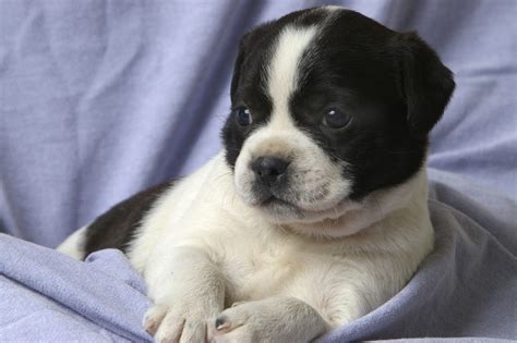 Spay and neuter surgeries are routine operations, but they're still surgeries. Infected Neuter Incision - What Does an Infected Neuter ...