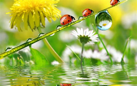 Nature Dandelion Chamomile Insect Ladybug Spring Rain Drops Water