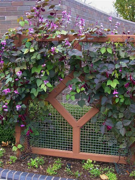 Or something that dawdles along over time. Use Fast-Growing Plants to Solve Landscaping Problems | HGTV