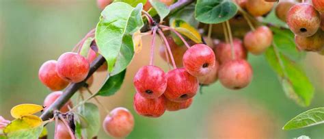 Fruit Trees Home Gardening Apple Cherry Pear Plum Crabapple Tree
