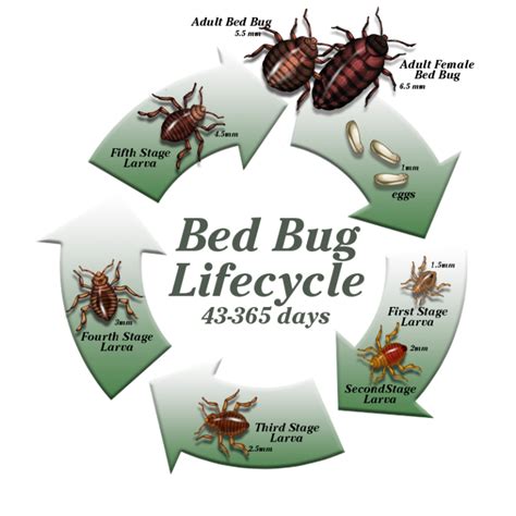 The Three Stages Of Bed Bug Metamorphosis Bedbugs