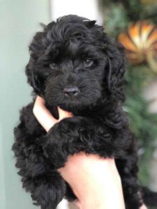 Begin your matchmaker process right now, and we'll start scouring the uptown network for both current and upcoming litters based on your desired size, temperament, gender, coat color and. Teacup Labradoodle & Mini Labradoodle Puppies for sale ...