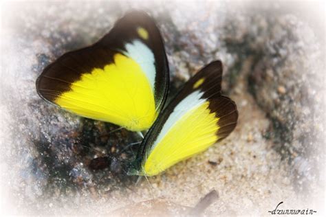 Kata teman nya ayo ali, lamar fatimah sekarang, tunggu apa lagi?? Inilah 31+ Kata Kata Mutiara Fatimah Az Zahra