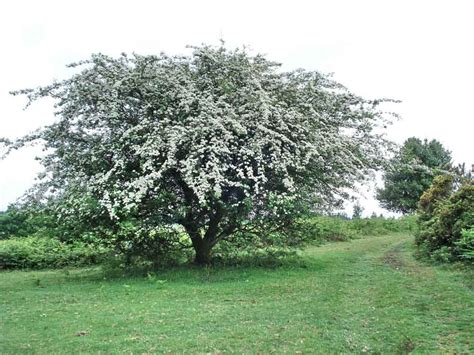 Introduction to trees | key to trees | glossary of terms | contact the author | uwgb herbarium | cofrin center for biodiversity. the Hawthorne tree is considered a fairy bush in Ireland ...