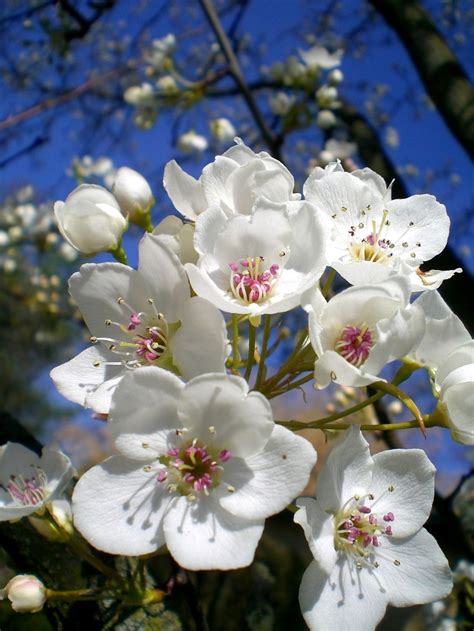 Pear Blossom Pretty Flowers Spring Flowers Flowers Nature