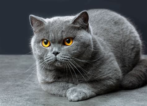 Learn more about the british shorthair breed and find out if this cat is the right fit for your home at petfinder! Este 14 de febrero, llena de amor a tu gato - Conociendo a ...