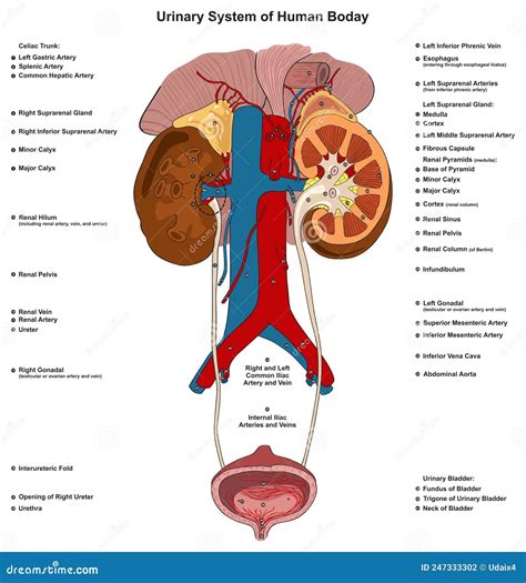 Urinary System Of Human Body Infographic Diagram Stock Vector