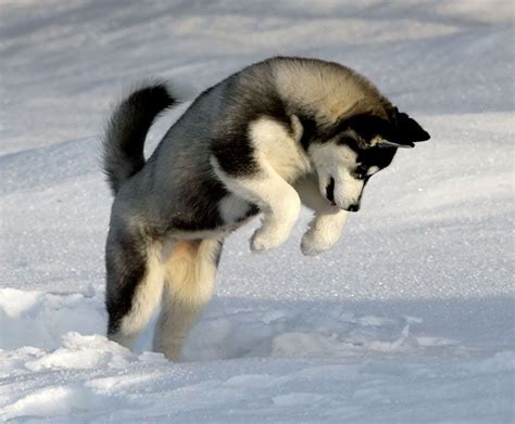 Jumping Siberian Husky Dog Photo And Wallpaper Beautiful Jumping