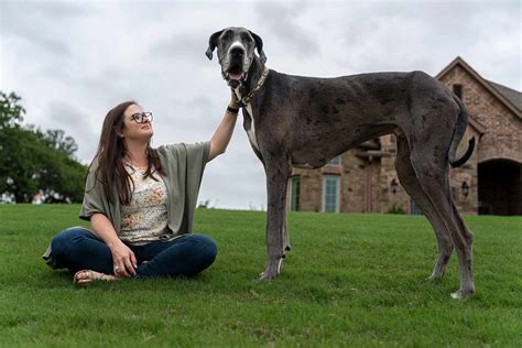 Guinness World Records Names Texas Great Dane As Tallest Live Male Dog