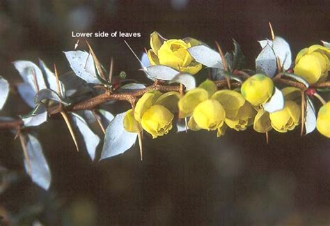 Berberis Verruculosa Landscape Plants Oregon State