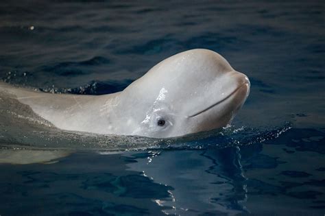 Belugas Take ‘little Steps Into The Ocean Sanctuary Whale And Dolphin