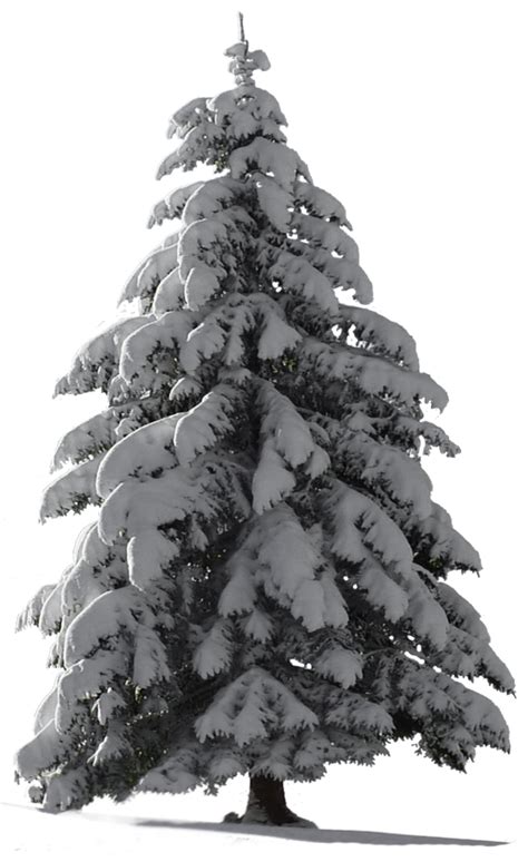 Christmas Tree Snow For My Watcher ~ Stock Tree Photoshop Snow