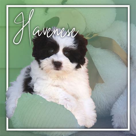 All of my puppies that will be born this year (2021) are already spoken for. Pin on Puppies