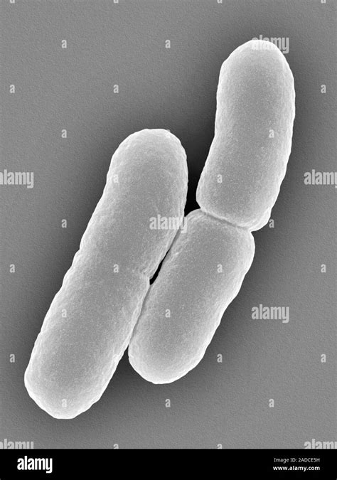 Scanning Electron Micrograph Sem Of E Coli Escherichia Coli