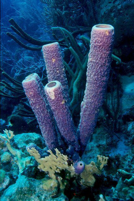 Sponge Tube Coral Colour Shape Sea Sponge Coral Sea