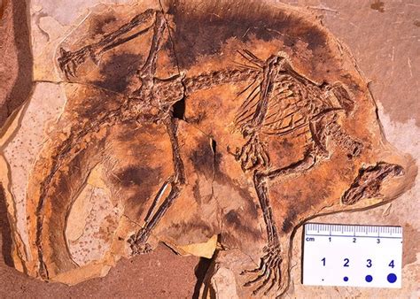 Fossils Of Jurassic Period Mammals Discovered In China Daily Sabah