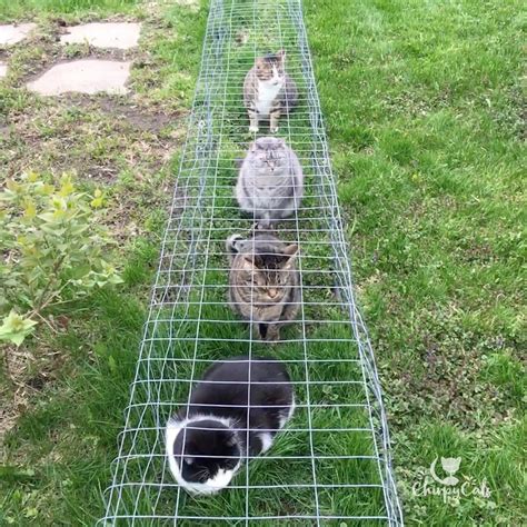 Outdoor Cat Tunnels Is A Quick And Easy Way For Your Cat To Enjoy New