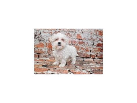 Maltese Dog Female White 3872299 Petland St Louis Missouri