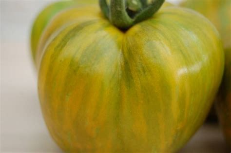 Striped Green Bell Tomato Vertiloom