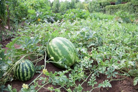 Growing Watermelon In Open Land In Raised Beds Or On A Trellis Food Gardening Network
