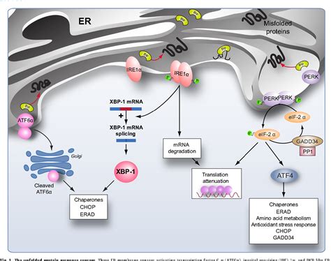 Figure 1 From Endoplasmic Reticulum Stress In Liver Disease Semantic
