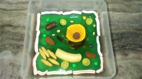 How To Make Edible Plant Cell Science Project Youtube