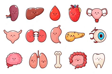 Premium Vector Cartoon Human Body Organ Characters Vector Set
