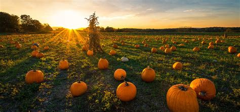 14 North Carolina Pumpkin Patches Our State