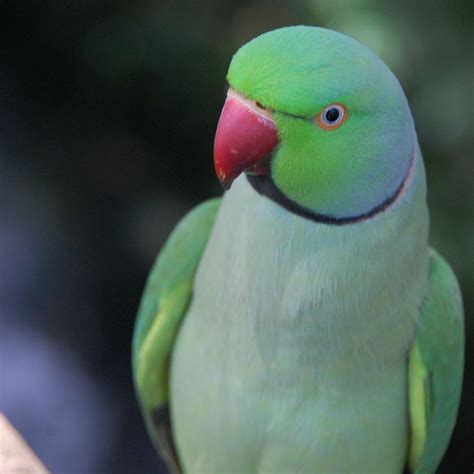 8 Top Medium Sized Parrots To Keep As Pets