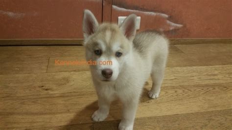 2 Months Old Siberian Husky For Sale In Mumbai Maharashtra