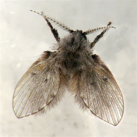 Moth Fly Clogmia Albipunctata Bugguidenet