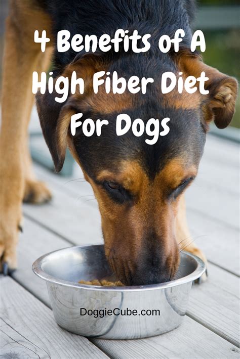 Most dog foods can't achieve the highest organic status because some ingredients can be hard to find in an organic form. 4 Benefits of A High Fiber Diet For Dogs | Fiber diet, Dog ...