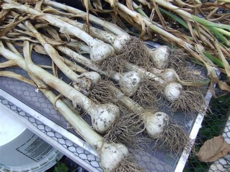 When is Garlic Ready to Harvest? | HGTV
