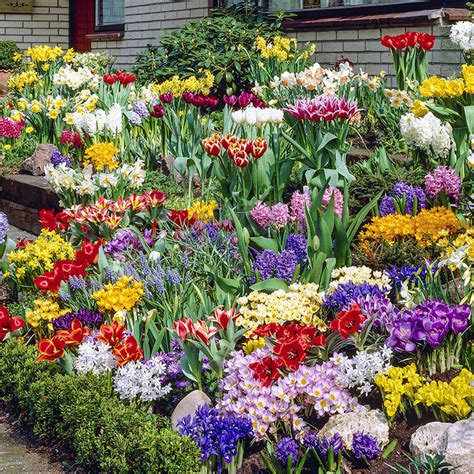 Spring Bulb Garden Collection Gardens Alive