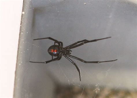 Spidermans Pet 20060718 A Black Widow Spider Was Foun Flickr
