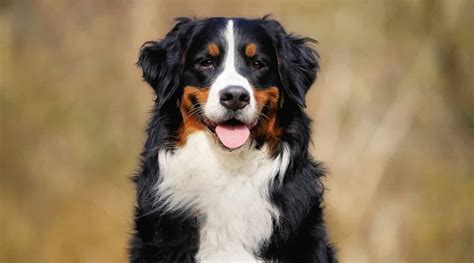 Bernedoodle Breed Info The Bernese Mountain Dog Poodle Mix