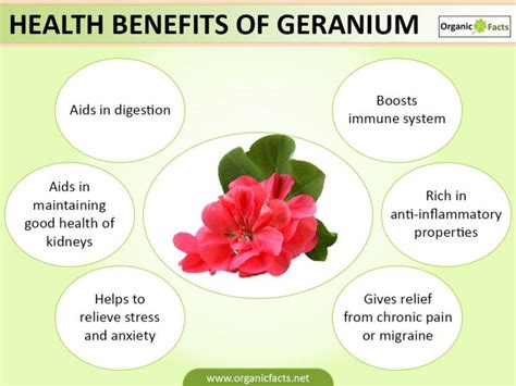 9 Amazing Benefits Of Geranium Organic Facts