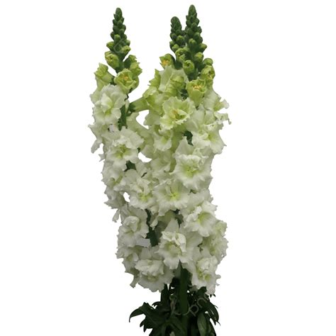 Gladiolus Flower Png Picture White Gladiolus Flower White Flower
