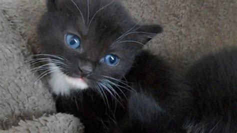 Can Black Cats Have Blue Eyes