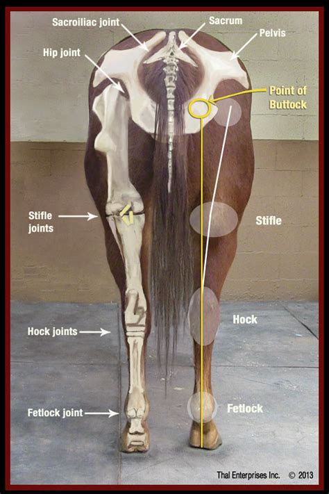Equine Pelvic Anatomy