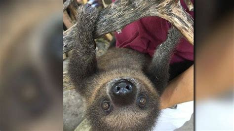 Memphis Zoos Baby Sloth Gaining Independence Grabbing Branches