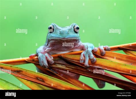 Dumpy Tree Frog On A Leaf Stock Photo Alamy