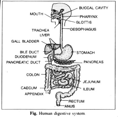 Describe Human Alimentary Canal Draw A Labelled Diagram Of Human Ali