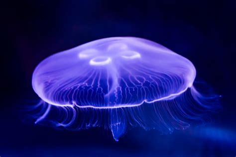 Moon Jellyfish Facts Critterfacts